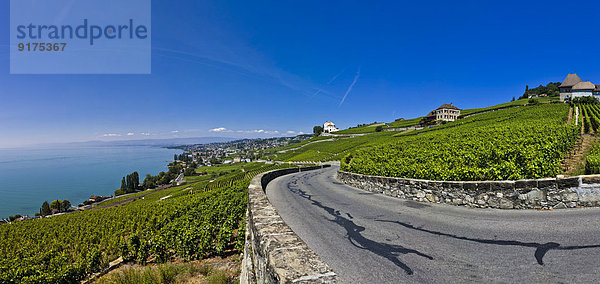 Schweiz  Kanton Waadt  Cully  Weinberge und Strasse  Genfersee im Hintergrund