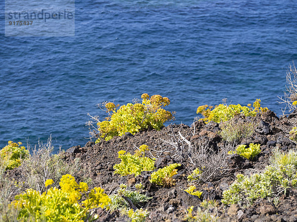 Spanien  Kanarische Inseln  La Palma  Pionierarten an der Steilküste