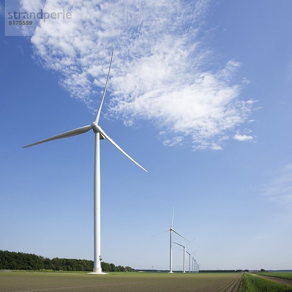 Niederlande  Flevoland  Polderlandschaft mit Reihe großer Windkraftanlagen