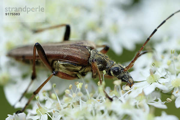 Longhorn beetle  Stictoleptura rubra  sitting on blossom
