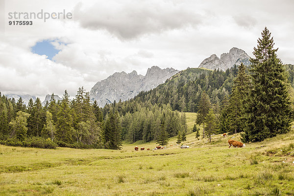 Österreich  Lungau  Kühe in alpiner Landschaft