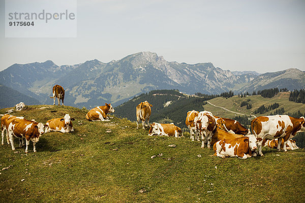 Österreich  Gosau  Kühe auf Alpweide
