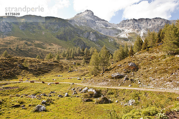 Österreich  Lungau  Trail und Kühe in alpiner Landschaft