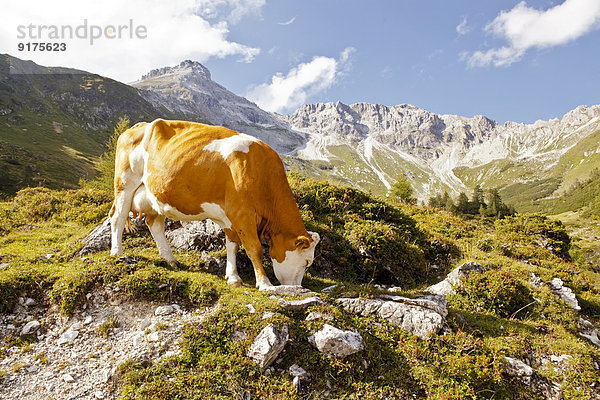 Österreich  Lungau  Kuh in alpiner Landschaft