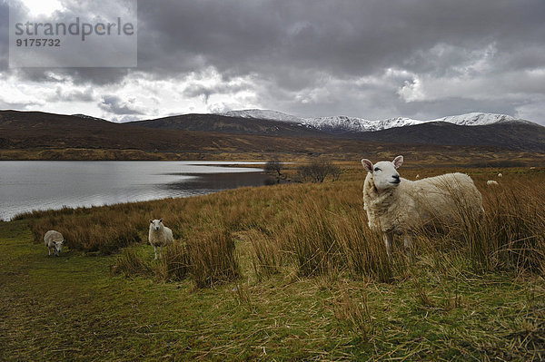UK  Schottland  Schafe in Landschaft