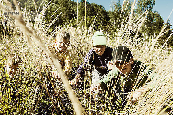 Vier Jungen im hohen Gras