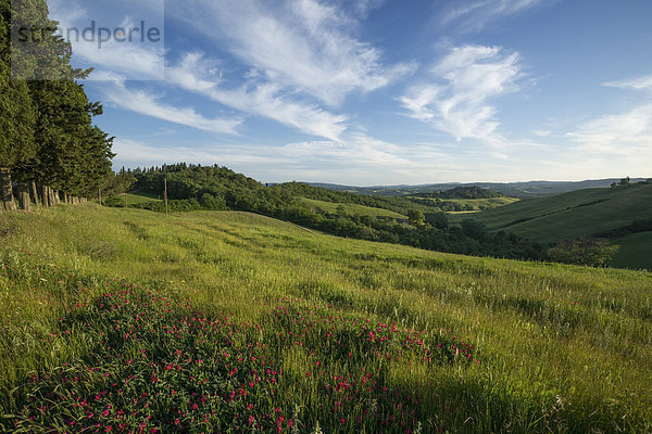 Italien  Toskana  Kreta Senesi  Landschaft