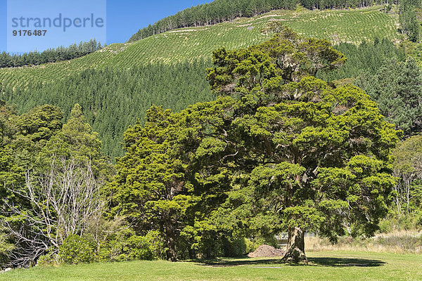 Neuseeland  Nelson  Maitai Valley  endemischer Totara-Baum