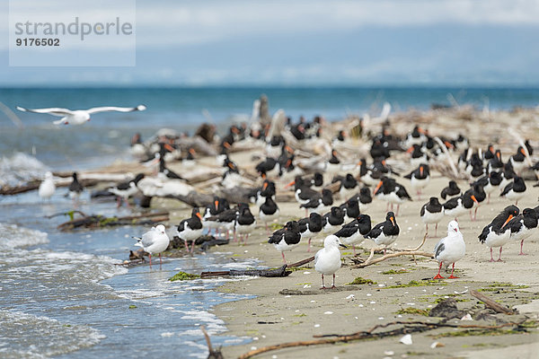 Neuseeland  Golden Bay  Pakawau  Herde der Südinsel Austernfischer und Segaulls  die sich am Strand ausruhen.