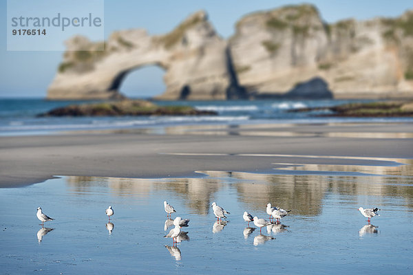 Neuseeland  Golden Bay  Wharariki Beach  Möwenschwarm im Sand am Strand bei Ebbe