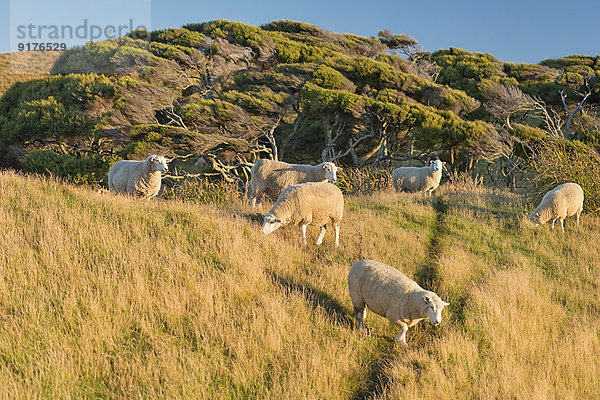 Neuseeland  Golden Bay  Whararariki Beach  Schafherde auf einem Hügel
