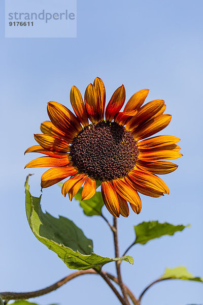 Zweifarbige Sonnenblume  Helianthus annuus  vor blauem Himmel