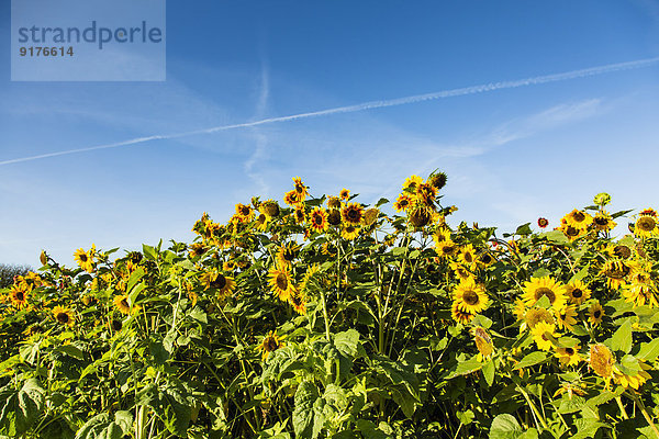 Blick auf Sonnenblumenfeld  Helianthus annuus