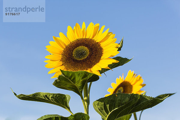 Zwei Sonnenblumen  Helianthus annuus  vor blauem Himmel