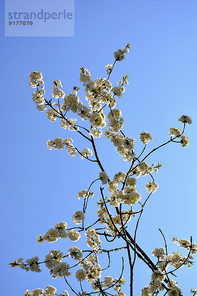 Blüten eines Kirschbaumes vor blauem Himmel