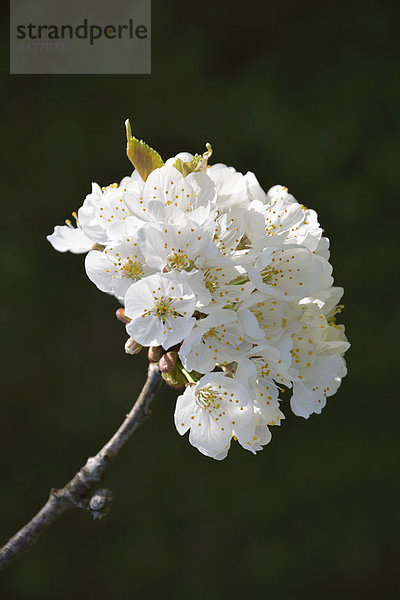 Weiße Blüten eines Kirschbaums