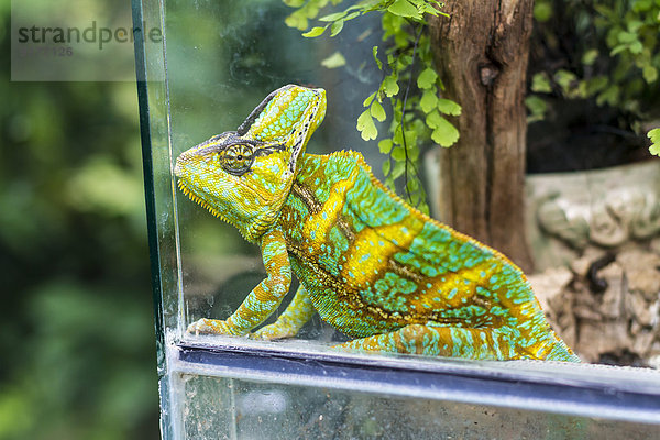 Chamäleon  Chamäleonidae  sitzend im Terrarium