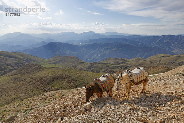 Türkei  Anatolien  zwei Esel auf dem Berg Nemrut