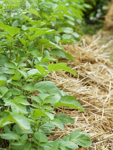 Deutschland  Reihe von Kartoffelpflanzen  Solanum tuberosum  mit Strohmulch