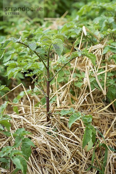 Deutschland  Kartoffelpflanzen  Solanum tuberosum  mit Strohmulch