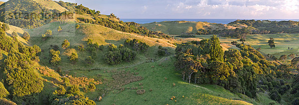 Neuseeland  Südinsel  Tasman  Golden Bay  Puponga  Puponga Hügel nahe Cape Farewell Spit