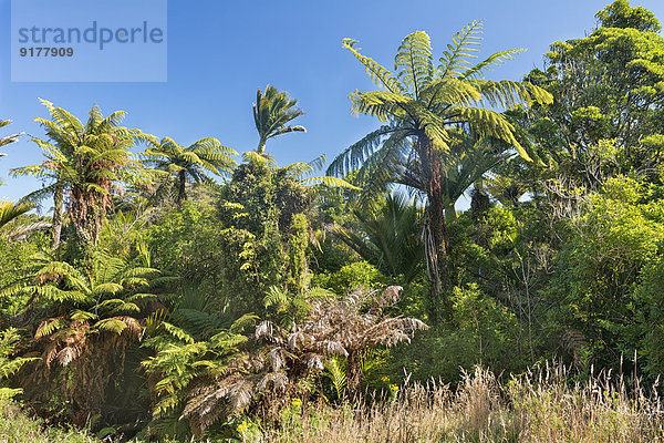 Neuseeland  Südinsel  Tasman  Kahurangi Point  einheimischer Busch mit Farnbäumen und Nikau-Palmen