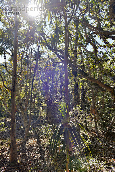 Neuseeland  Südinsel  Tasman  Mount Arthur  Kahurangi Nationalpark  Wald mit Kohlbäumen