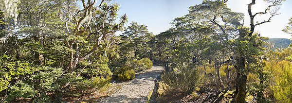 Neuseeland  Südinsel  Tasman  Mount Arthur  Kahurangi Nationalpark  gebirgiger Urwald