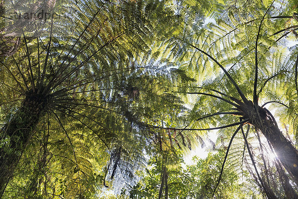 Neuseeland  Südinsel  Marlborough Sounds  Tennyson Inlet  Silhouette von Farnbäumen