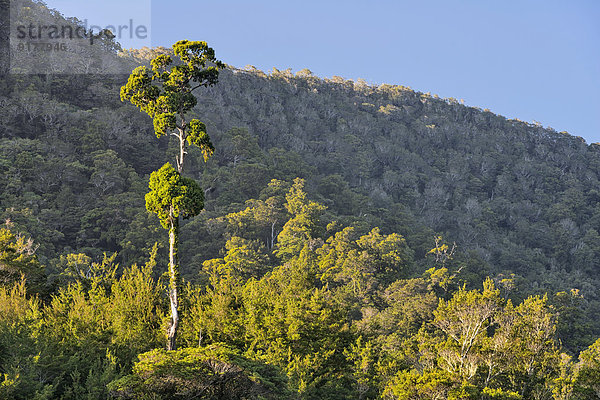 Marlborough Sounds  Tennyson Inlet  Urwald bei Duncan Bay