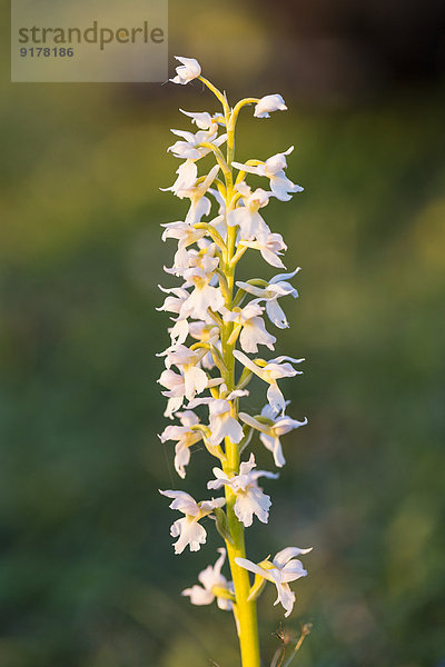 Deutschland  Hessen  Naturpark Meissner  Frühe Purpurrote Orchidee  Orchis mascula