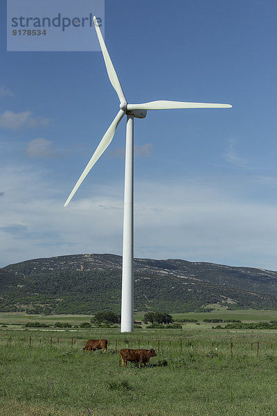 Spanien  Andalusien  Tarifa  Windkraftanlage und Kühe auf der Weide