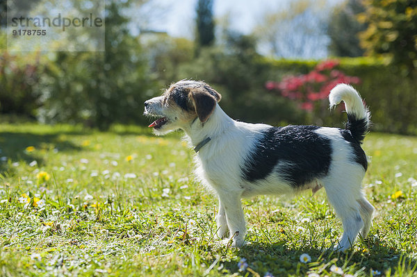 Jack Russel Terrier Welpe im Garten
