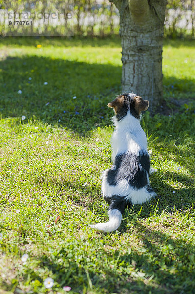 Jack Russel Terrier Welpe im Garten