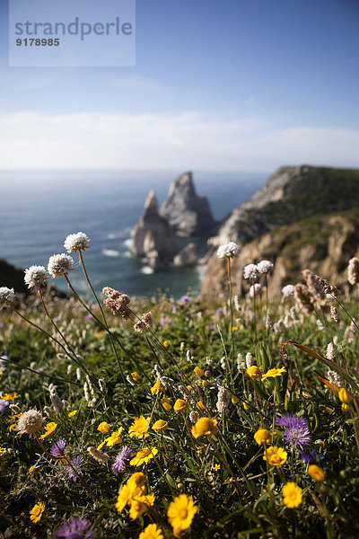 Portugal  Sintra  Praia da Ursa  Blumen an der Küste