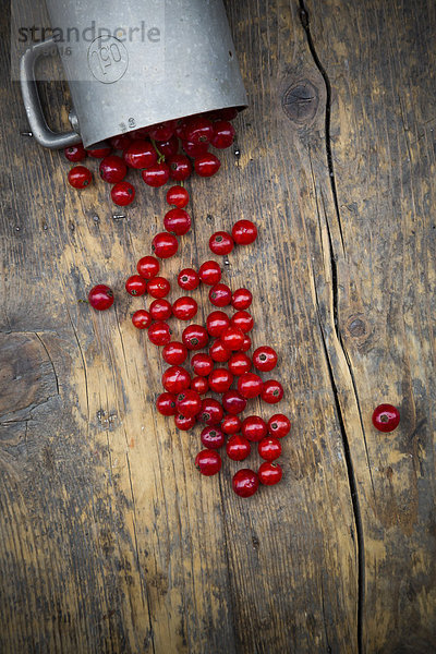 Metallgefäß mit roten Johannisbeeren  Ribes rubrum  auf dunklem Holztisch  erhöhte Ansicht