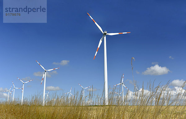 Deutschland  Sachsen-Anhalt  Onshore Windpark auf dem Feld