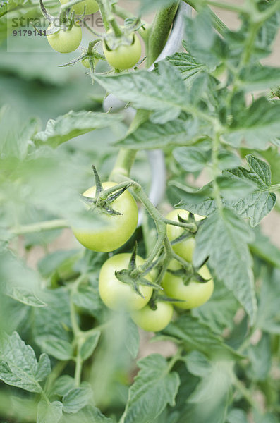 Im Garten wachsende Tomaten