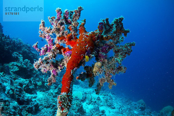 Ozeanien  Palau  Reste toter Korallen mit neuem Leben oben drauf