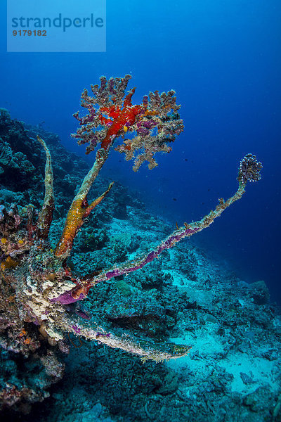Ozeanien  Palau  Reste toter Korallen mit neuem Leben oben drauf