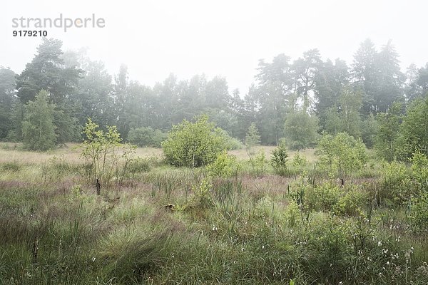 Deutschland  Baden-Württemberg  Schwarzwald-Baar-Kreis  Naturschutzgebiet Schwenninger Moos  Nebel