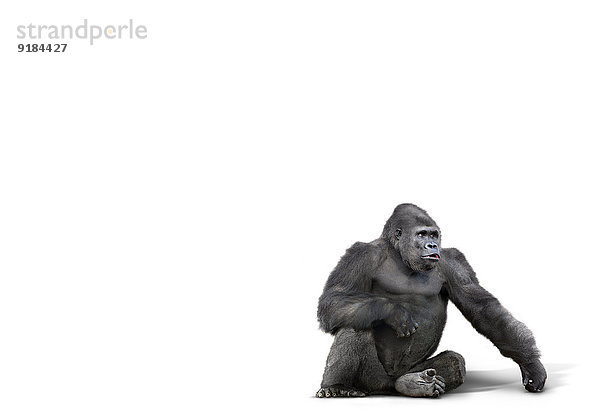 sitzend Studioaufnahme Gorilla