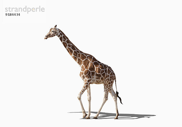 Giraffe Giraffa camelopardalis gehen Studioaufnahme