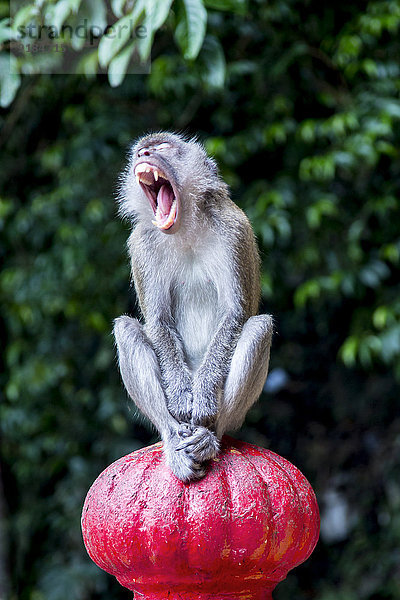 Außenaufnahme gähnen Geländer Affe freie Natur