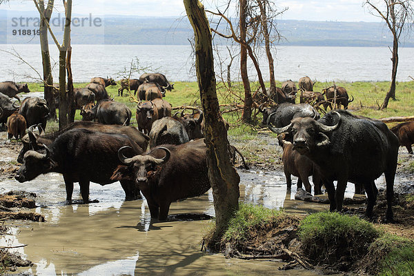 Water buffalos