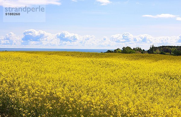 Feld Raps Brassica napus