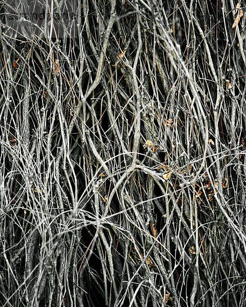 Tangled twigs