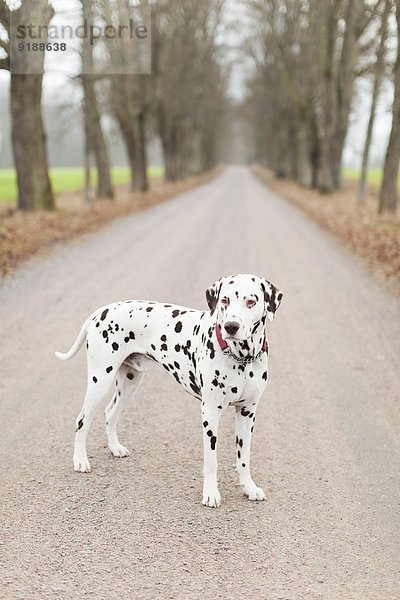 Fernverkehrsstraße Hund Dalmatiner