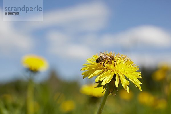 Blume Löwenzahn Wespe