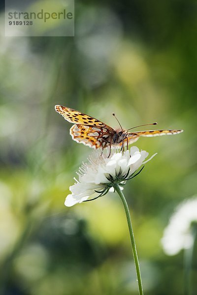Blume Schmetterling